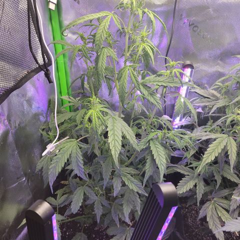 Cheese auto growlog timeline photo