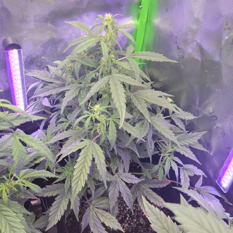 Cheese auto growlog timeline photo
