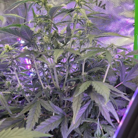 Cheese auto growlog timeline photo