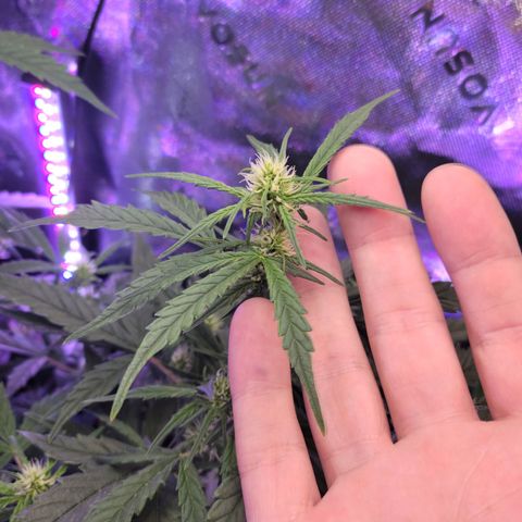 Cheese auto growlog timeline photo