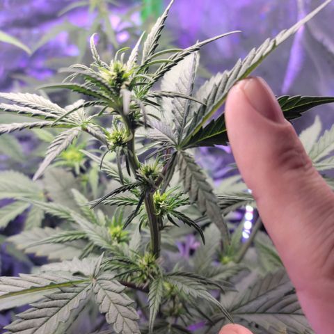 Cheese auto growlog timeline photo
