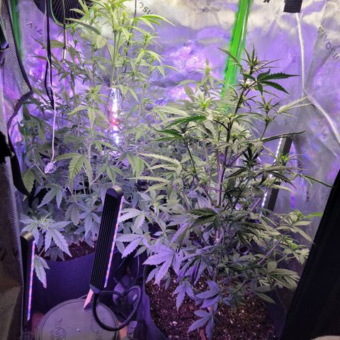 Cheese auto growlog timeline photo