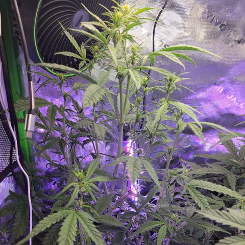 Cheese auto growlog timeline photo