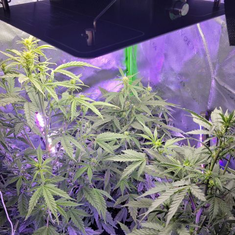 Cheese auto growlog timeline photo