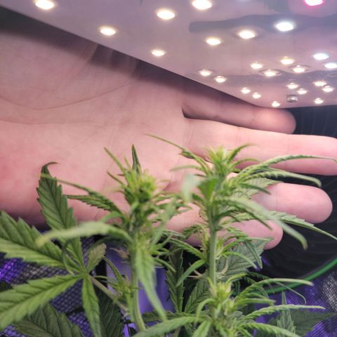 Cheese auto growlog timeline photo