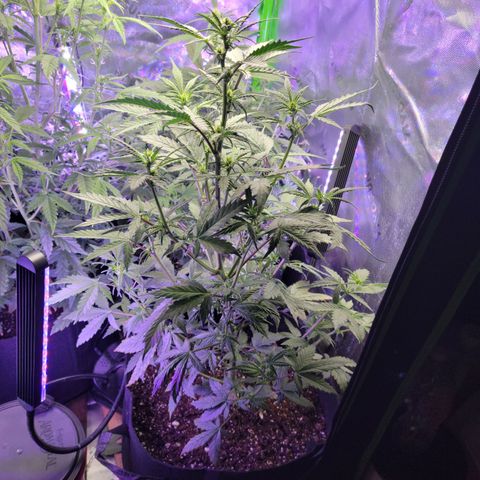 Cheese auto growlog timeline photo