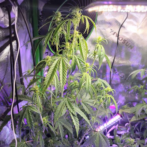 Cheese auto growlog timeline photo