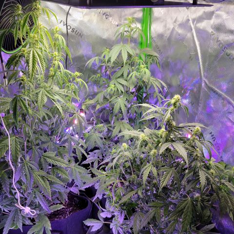 Cheese auto growlog timeline photo