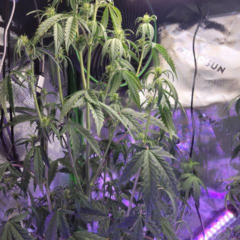 Cheese auto growlog timeline photo