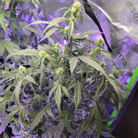Cheese auto growlog timeline photo