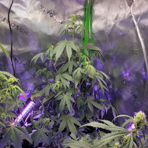 Cheese auto growlog timeline photo