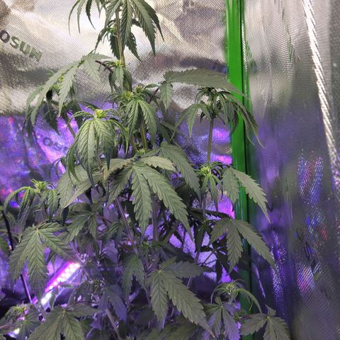 Cheese auto growlog timeline photo