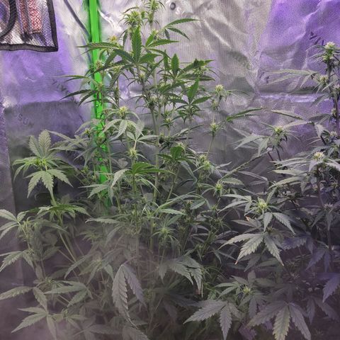 Cheese auto growlog timeline photo