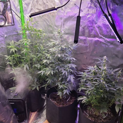 Cheese auto growlog timeline photo
