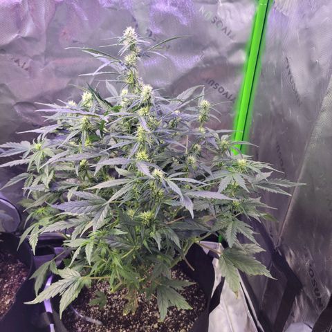 Cheese auto growlog timeline photo