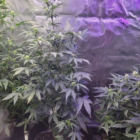Cheese auto growlog timeline photo