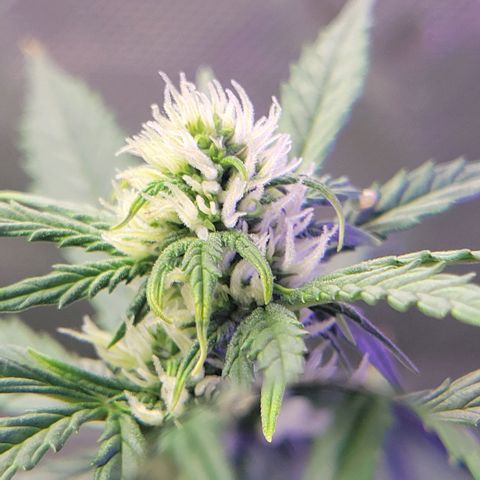 Cheese auto growlog timeline photo