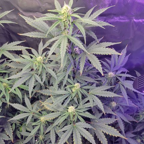 Cheese auto growlog timeline photo