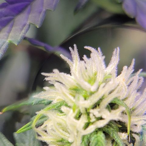 Cheese auto growlog timeline photo