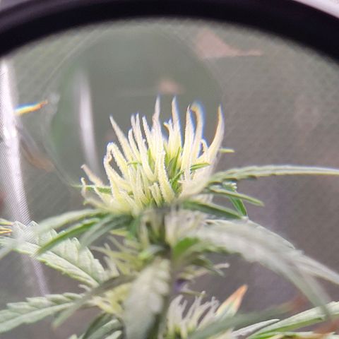 Cheese auto growlog timeline photo