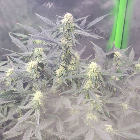 Cheese auto growlog timeline photo