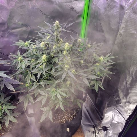 Cheese auto growlog timeline photo