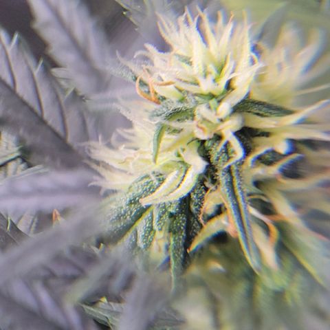 Cheese auto growlog timeline photo