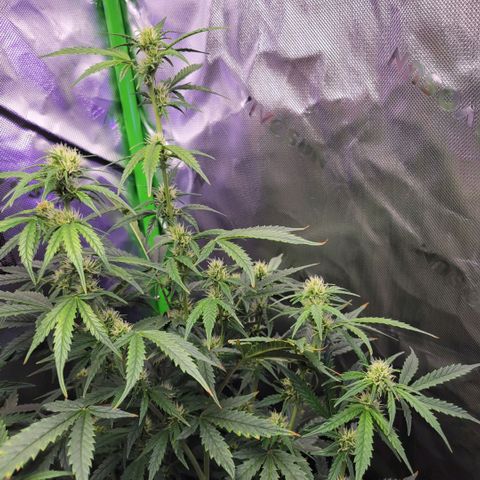 Cheese auto growlog timeline photo