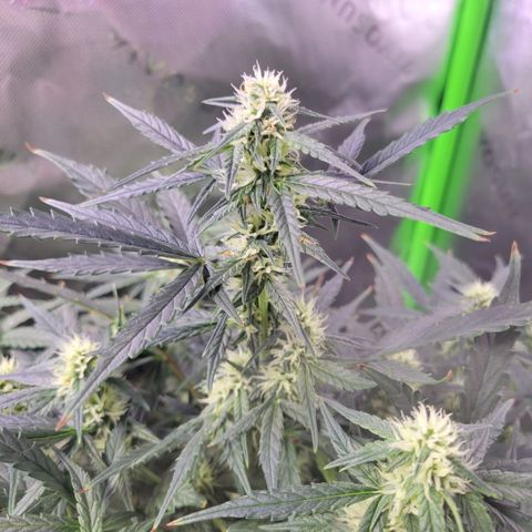 Cheese auto growlog timeline photo