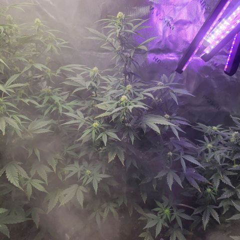 Cheese auto growlog timeline photo
