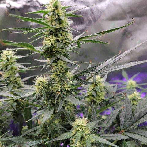 Cheese auto growlog timeline photo