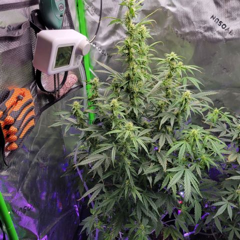 Cheese auto growlog timeline photo