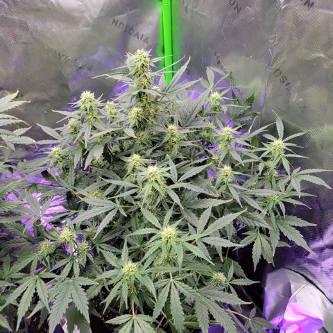 Cheese auto growlog timeline photo