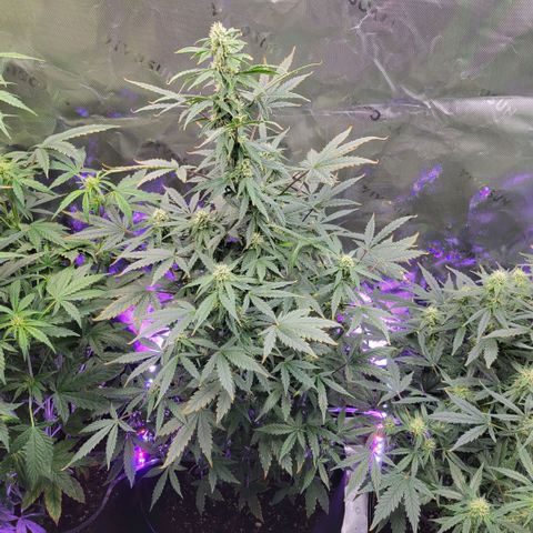 Cheese auto growlog timeline photo