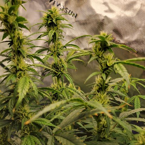 Cheese auto growlog timeline photo