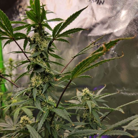 Cheese auto growlog timeline photo