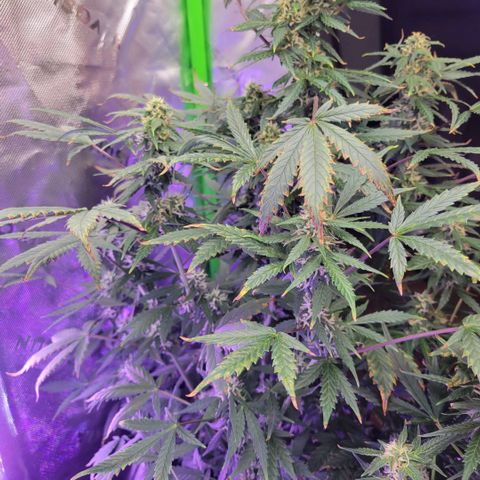 Cheese auto growlog timeline photo