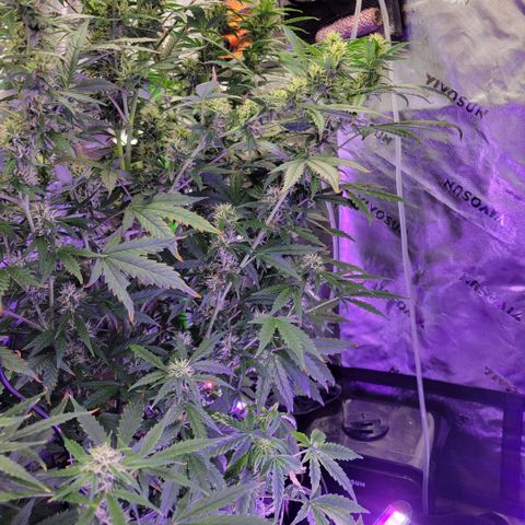 Cheese auto growlog timeline photo