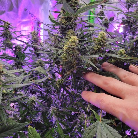 Cheese auto growlog timeline photo