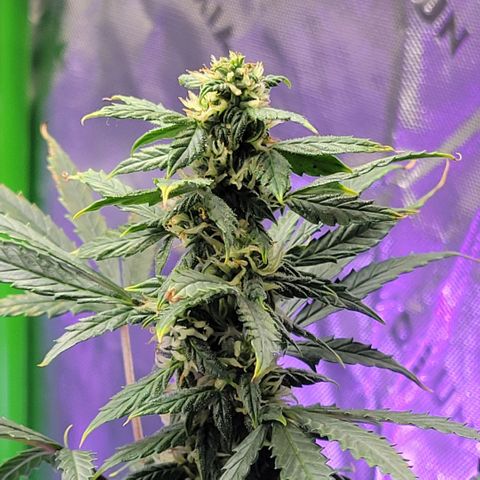 Cheese auto growlog timeline photo