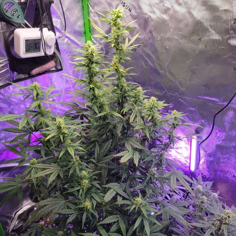Cheese auto growlog timeline photo