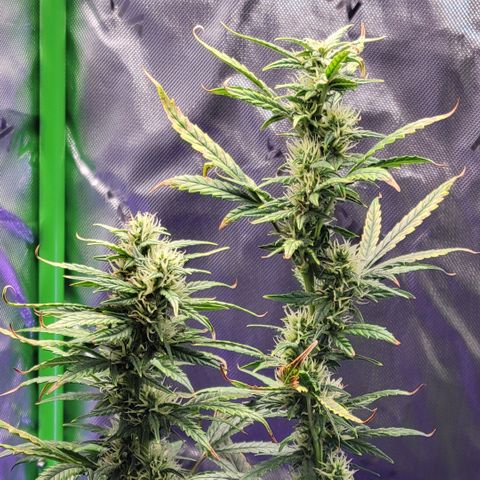 Cheese auto growlog timeline photo