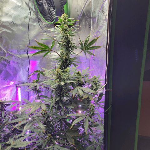 Cheese auto growlog timeline photo