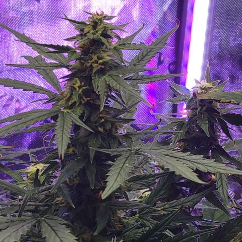 Cheese auto growlog timeline photo