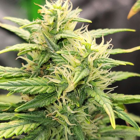 Cheese auto growlog photo: Any day now they will be ready for harvest!!