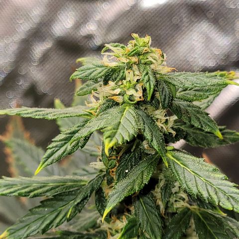 Cheese auto growlog photo: Any day now they will be ready for harvest!!