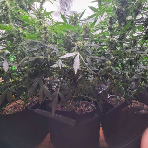 Cheese auto growlog photo: Any day now they will be ready for harvest!!