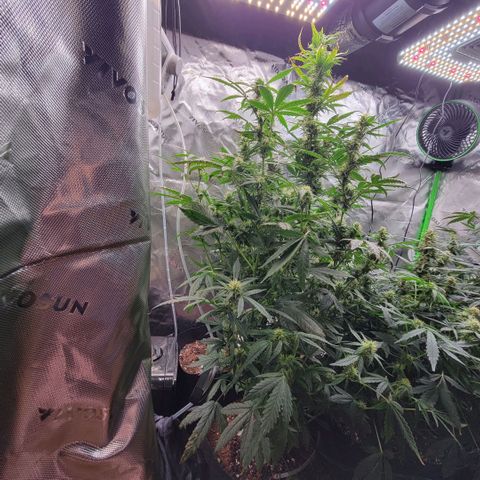Cheese auto growlog photo: Any day now they will be ready for harvest!!