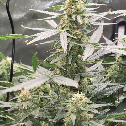 Cheese auto growlog photo: Any day now they will be ready for harvest!!