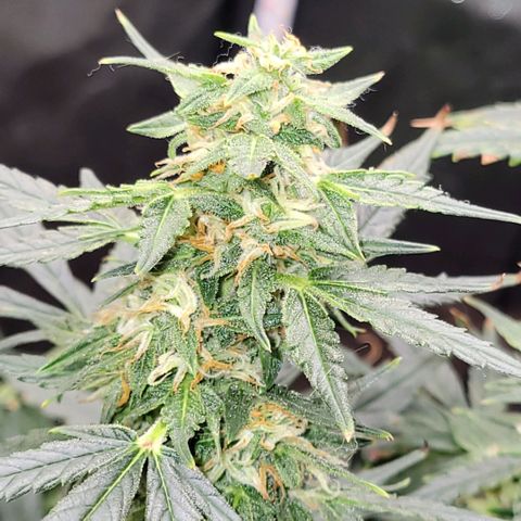 Cheese auto growlog photo: Any day now they will be ready for harvest!!
